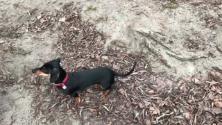Dog Sniffing The Ground While Waving Tail