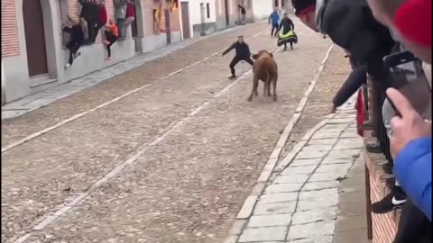 -- TORO BRAVO POR LAS CALLES‼️Madrigal De Las Altas Torres (Ávila)