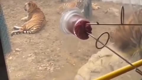 Feed the Tiger