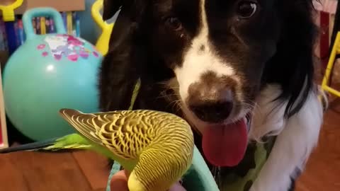 Dog is in love with this bird