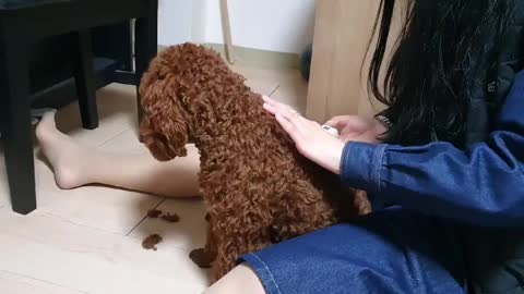 Poodle getting hair cut