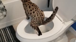 Cat using the toilet