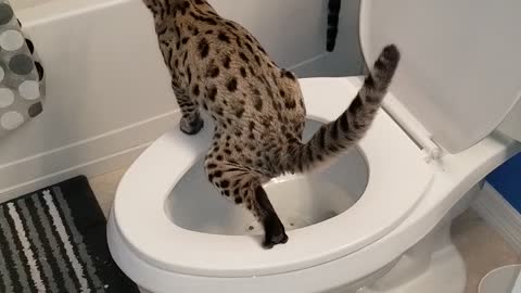 Cat using the toilet