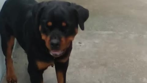 Rottweiler attracted in German shepherd dog