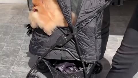 Spoiled Pomeranian goes for ride in baby stroller