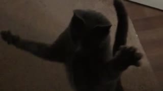 Black cat jumping in slow motion