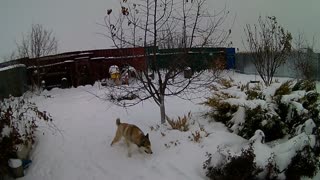 The dog likes snow