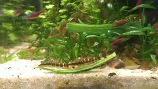 Zebra Pleco's eating cucumber peel