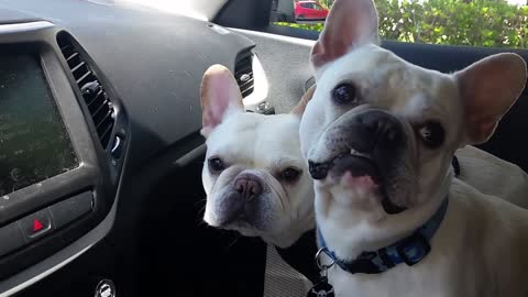 Two French Bulldogs Get Excited About Going To The Dog Park