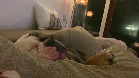 Bulldog knows how to make himself comfy