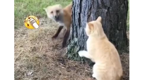 Orange Cat domination