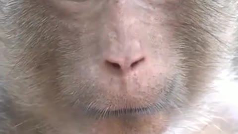 Monkey is beautifull