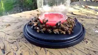 Feeding bee's