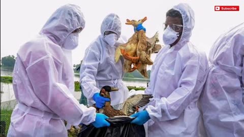 As a new wave of the virus approaches Britain_ the bird flu forecast is _grim