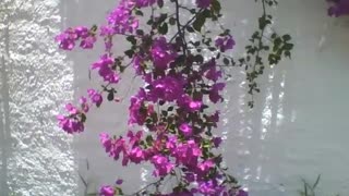 Lindo cacho de flores de primavera roxas em um muro branco, linda flor! [Nature & Animals]