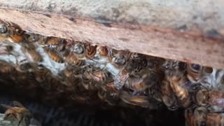 Honey Bees Bee Busy