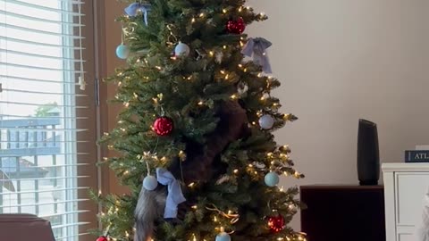 Kitten Cozies Up In Christmas Tree