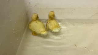 Precious baby ducks go for there first swim in water