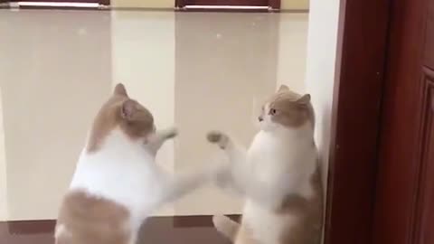twin sibling cat.. it that you?