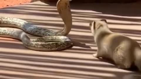 cute snake video