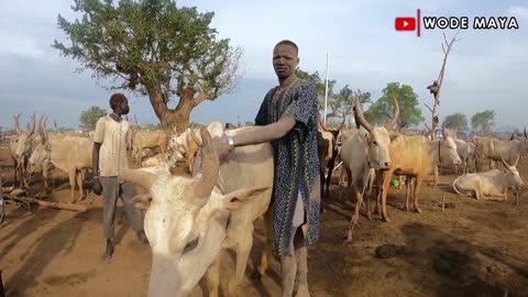 The Remarkable Mundari Tribe Of South Sudan Showers with Cow Urine?