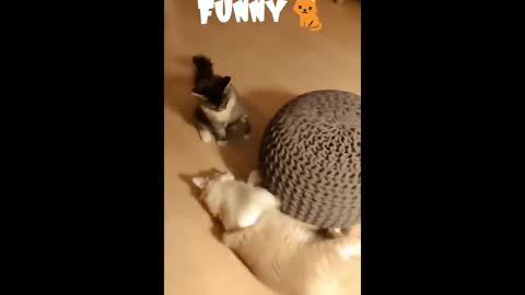 Funny cats and cats enjoy fun.