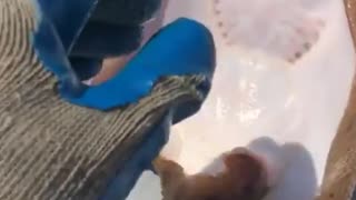 Video viral de una mantarraya recibiendo cosquillas es un acto de crueldad