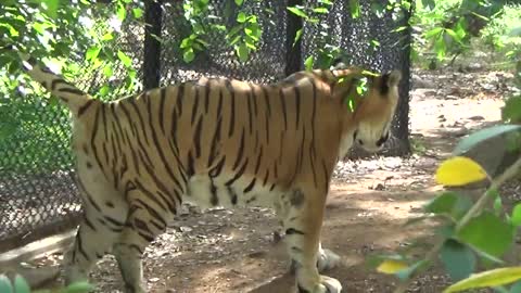 Amazing Mysore Zoo