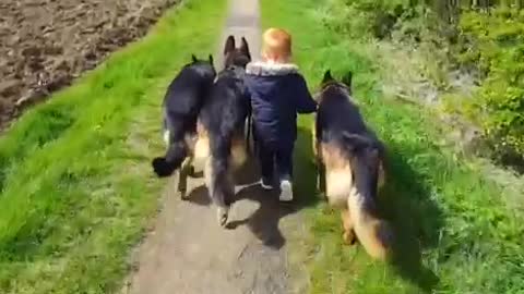 3-year-old dog whisperer will blow your mind!