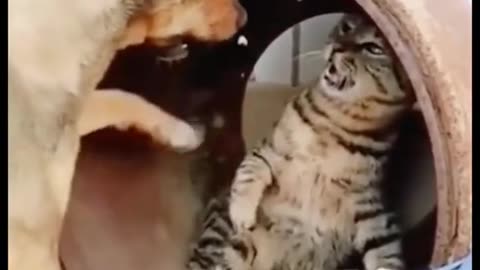 Funny Pet VideoThat Will Melt Your Heart and 💞🤣😾