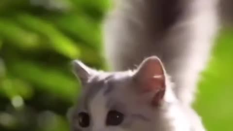 Cute Cat 🐈