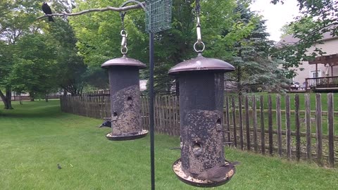 Spring afternoon video of birds feeding at two bird feeders