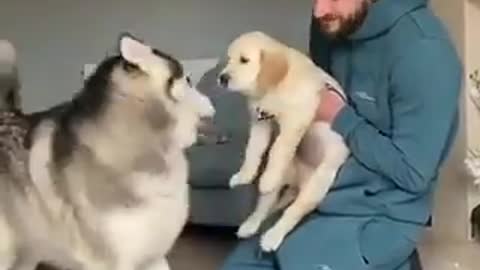 Adult Husky welcomes young new Labrador to the home