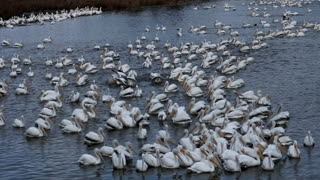 Pelicans migrate through Central Mississippi