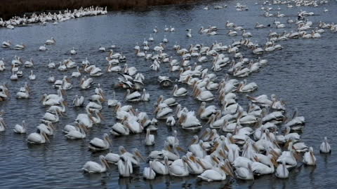 Pelicans migrate through Central Mississippi