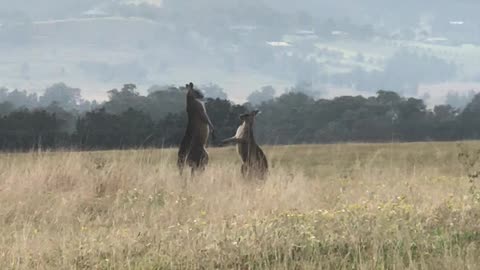 Kangaroos Tussle for Territory