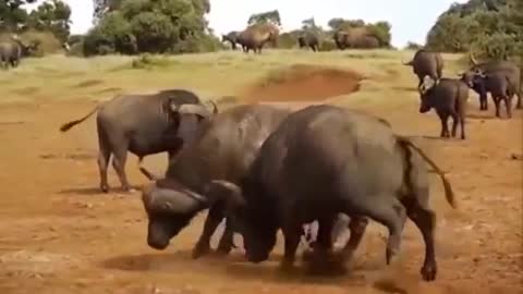 Crazy Bull Fight