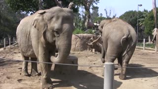 elephants live at the zoo