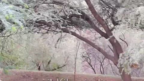 Hungry Leopards Attack Domestic Cows. What Happens To Leopard After Hunting The Villagers' Cattle