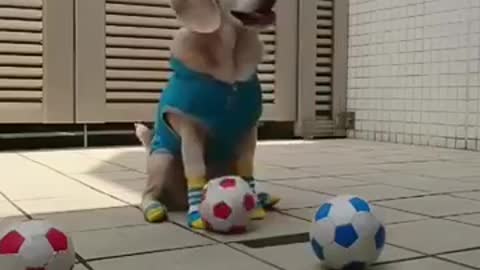 cute puppy in soccer clothes grabs soccer ball
