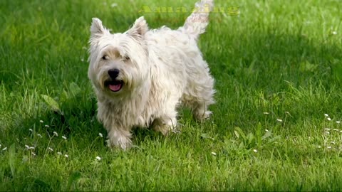 Small dog of the Jack Russell Terrier breed is lying on a green meadow with its ball, amazing video