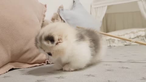 videos cute kittens short-legged cat -