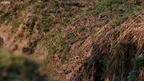 Impala Miraculously Escapes Jaws Of Leopard | The Hunt | BBC Earth