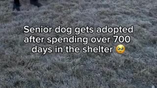 Senior dog is finally saved! 🐕❤️👩‍🦳
