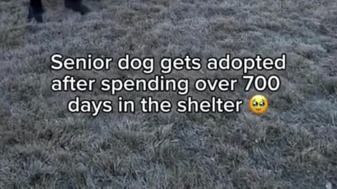 Senior dog is finally saved! 🐕❤️👩‍🦳