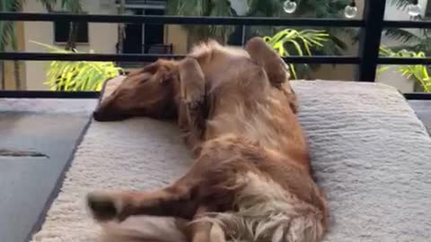 Brown dog laying in balcony in dog bed