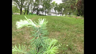 Tall and Beautiful Noble Fir Tree July 2021