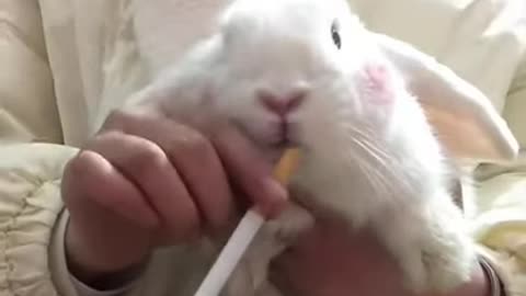 Rabbit loves to smoke a cigarette