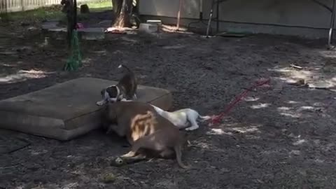 Super adorable puppy tries to show older foster sister how to dig
