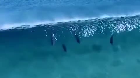 Dolphin race